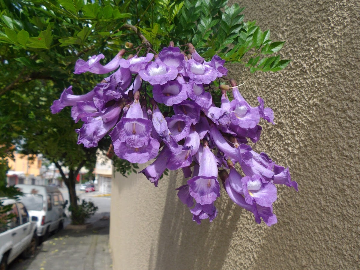 Jacaranda