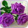 Beautiful flowers and roses pictures Gif icon