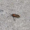 Boxelder bug