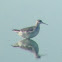 Wilson's Phalarope - Nonbreeding