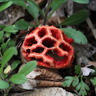 Red-cage Fungus