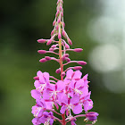 Fireweed