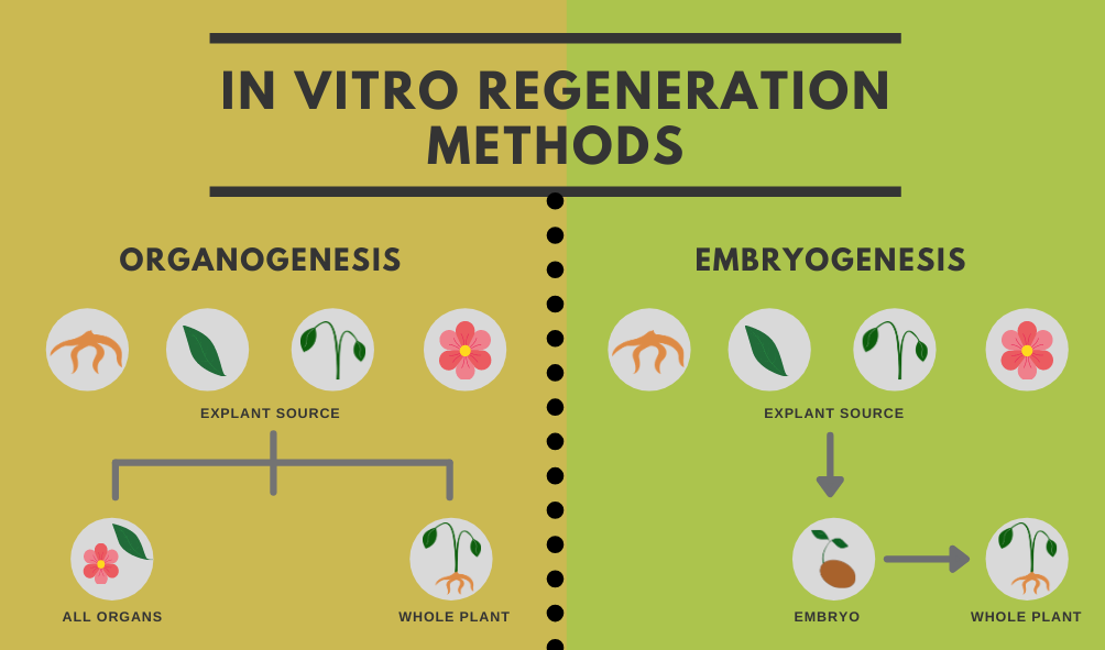 Shows the difference between organogeensis and embryogenesis in plants