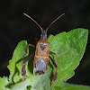 Western Leaf-Footed Bug