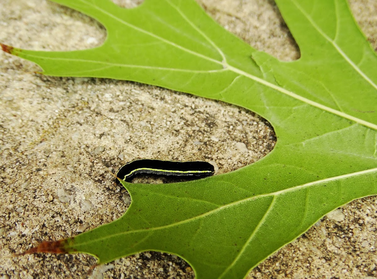 Armyworm