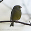 Greenfinch