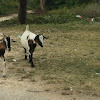 Anglo-Nubian Goat