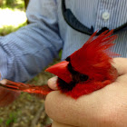 Northern Cardinal