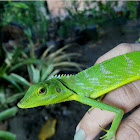 Green crested lizard