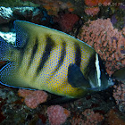 Sixbar angelfish