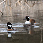 Hooded Merganser Ducks (Male and Female)