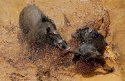 A dog and wild boar fight during a contest, known locally as 'adu bagong' (boar fighting), in Cikawao village of Majalaya, West Java province, Indonesia, September 24, 2017. 