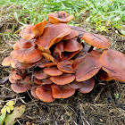 Mild milkcap