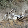 Plains Zebra