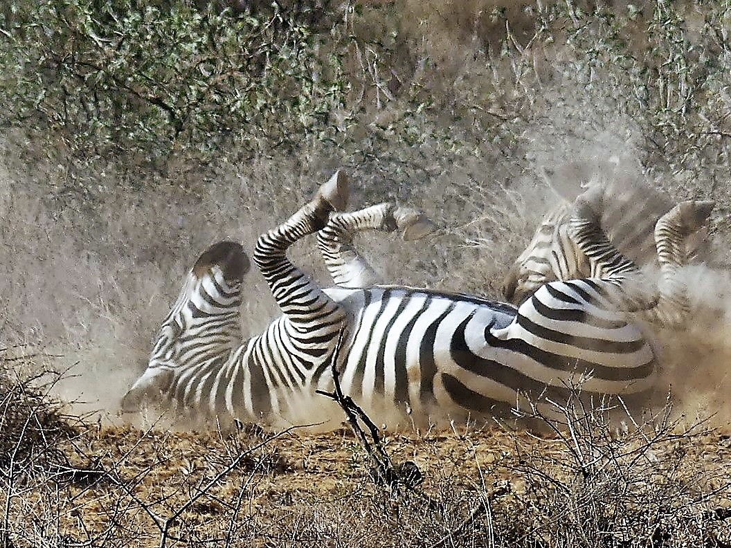 Plains Zebra