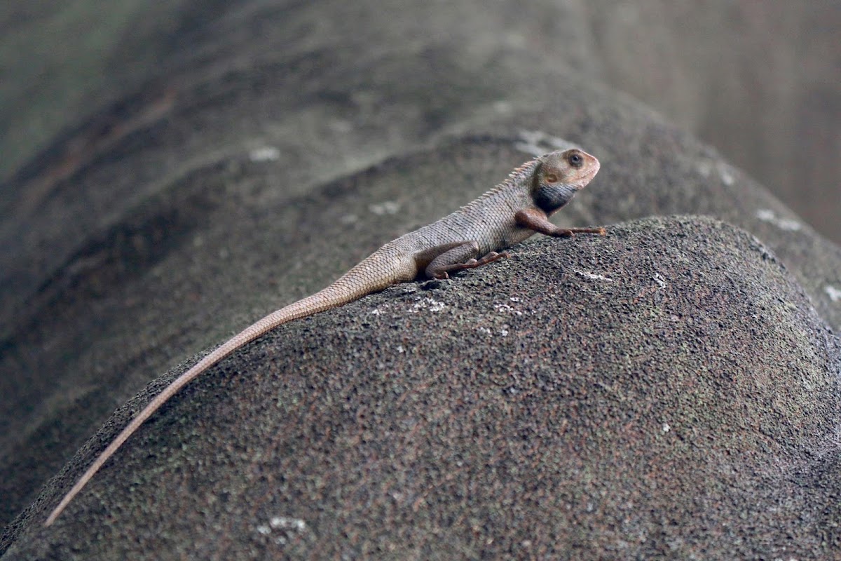 Oriental garden lizard