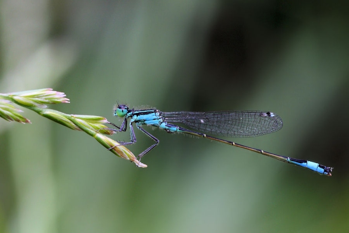 La splendida libellula di panton