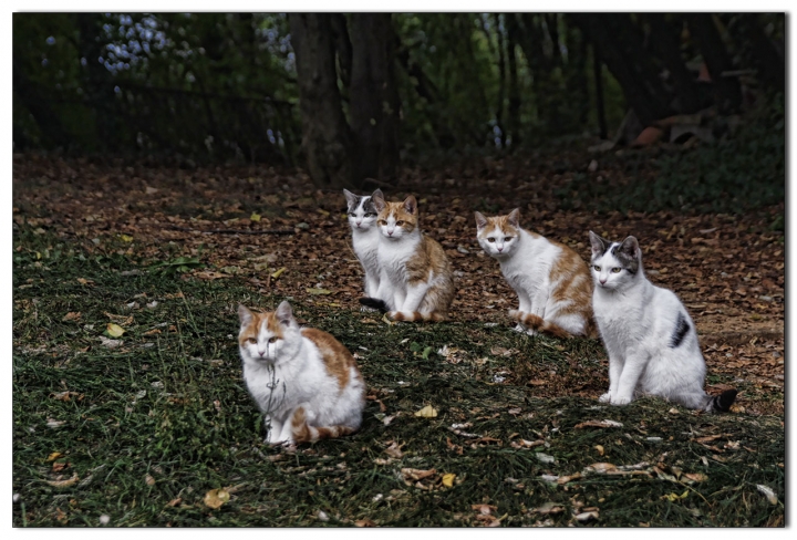 Le strane attese dei gatti.. di Paolo Sartorio