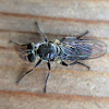 robber fly