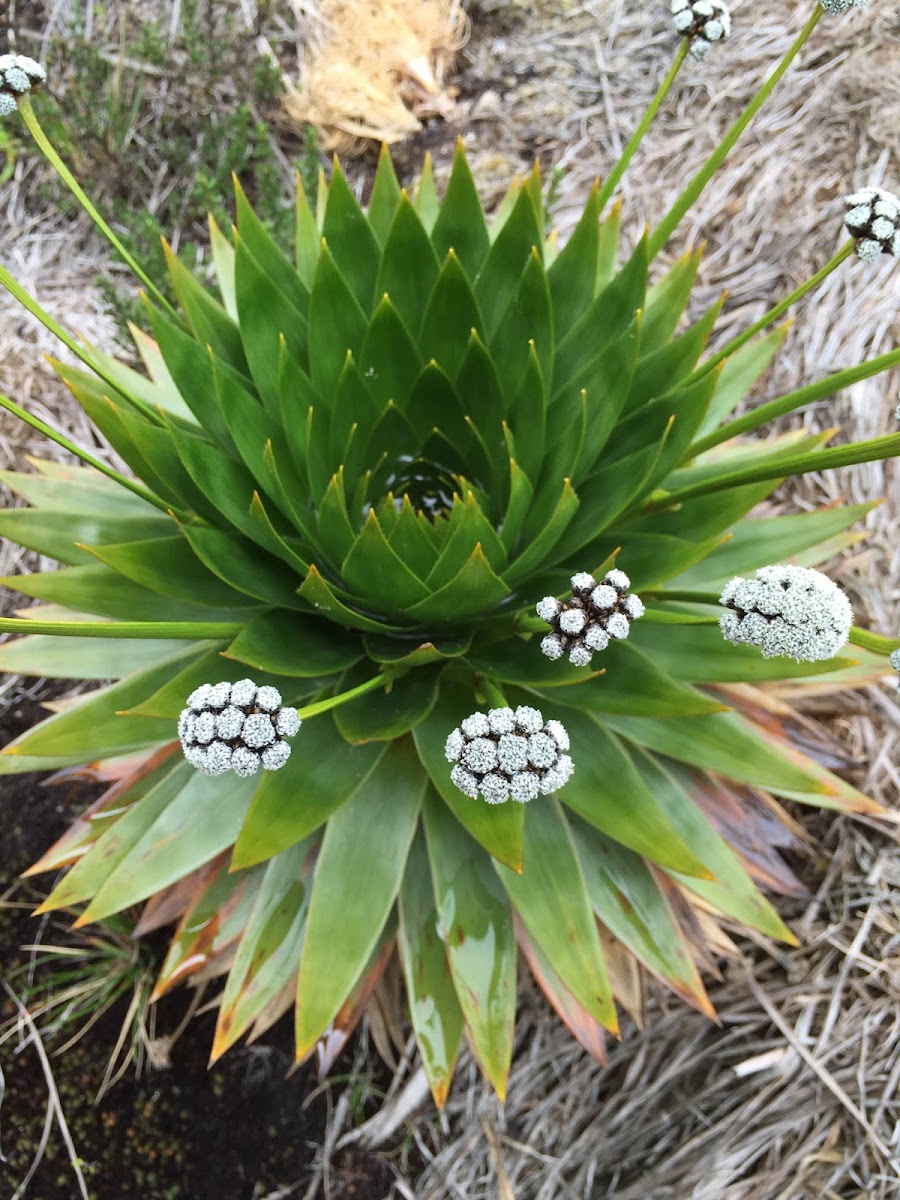 Quiche de agua o flor de Harina (Paepalanthus columbiensis)