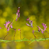 empusa fasciata