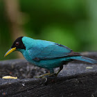 Green Honeycreeper