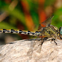 Libélula (Large pincertail)