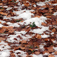 Foglie e neve di 