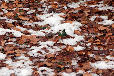 Foglie e neve di scipione84