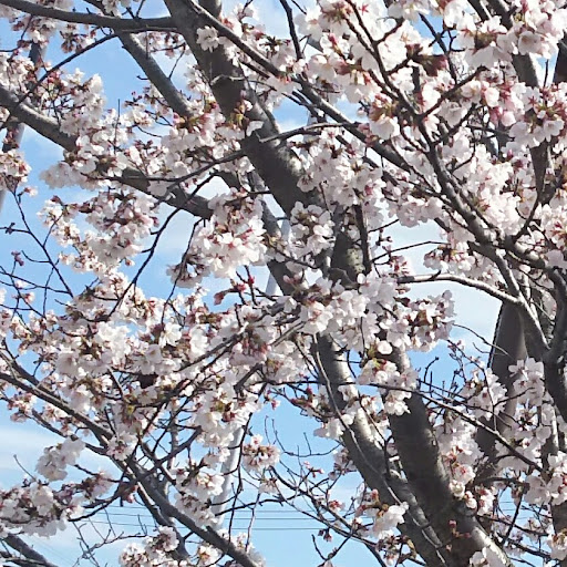 桜