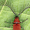 Callirhipid Cedar Beetle