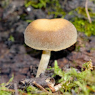 Simocybe Mushroom