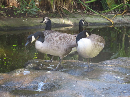 Birds in South Africa 2017