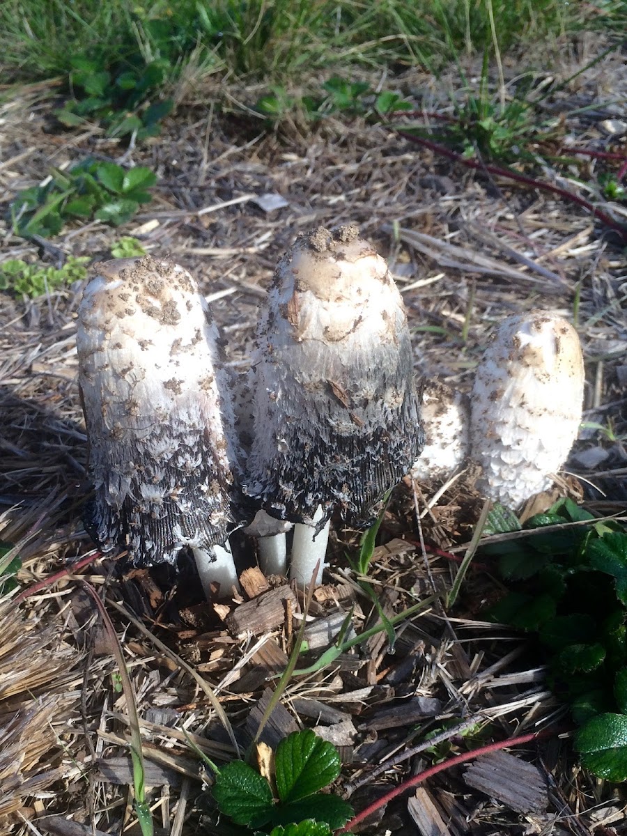 Shaggy Mane