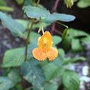 Orange Jewelweed