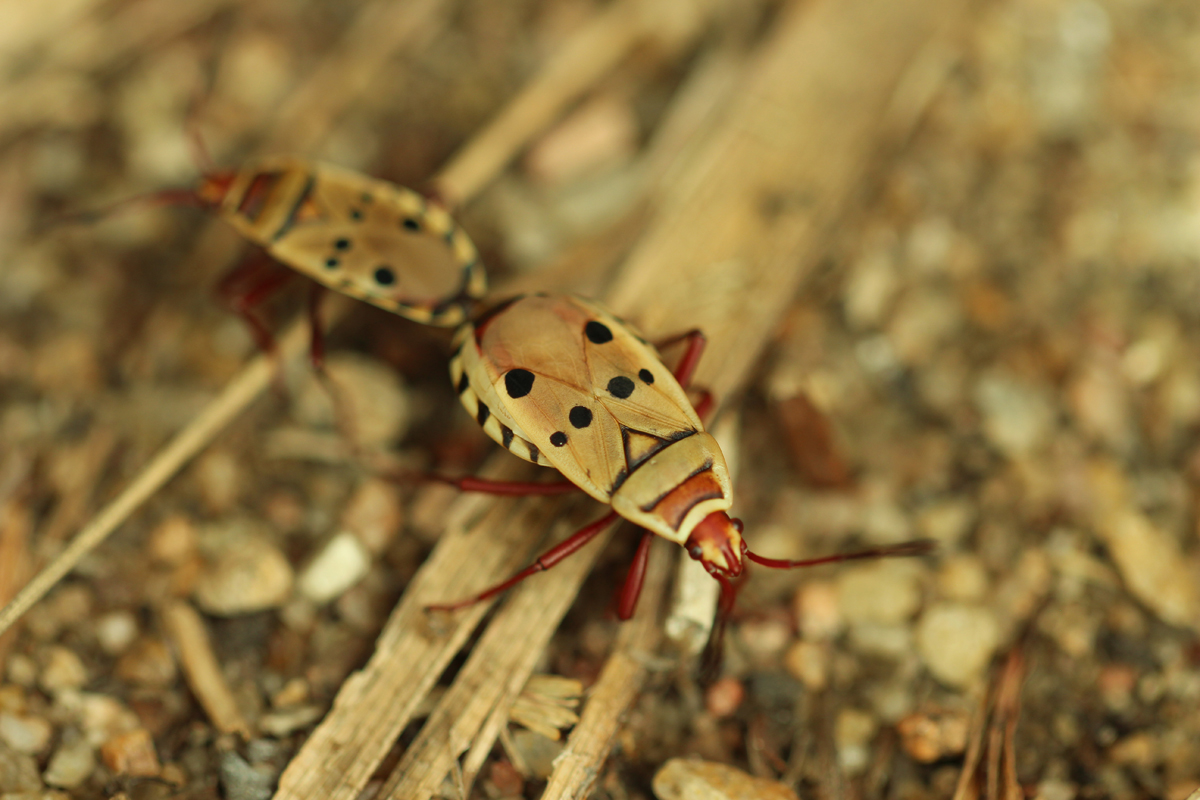 Cotton Stainer Assassin bug