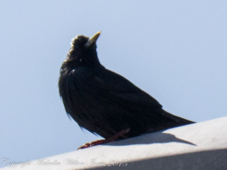 Spotless Starling; Estornino Negro