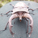 Stag beetle