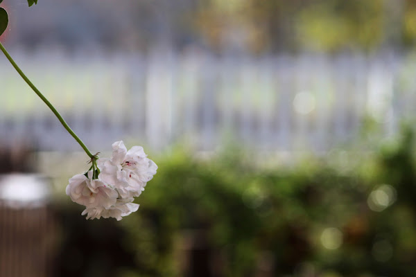 Fiori Bianchi di ClaraGiachetto