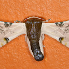 Moth