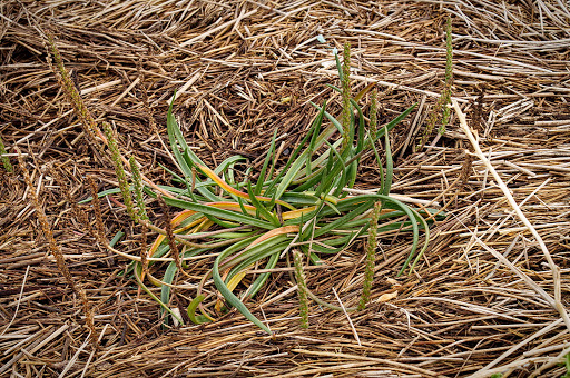 Plantago maritima