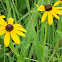 Black-eyed Susan