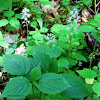 Foamflower