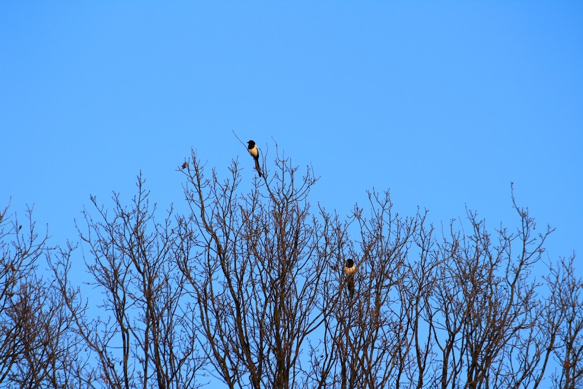 Eurasian magpie