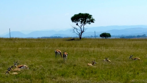 Lion Park South Africa 2015