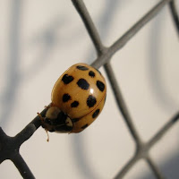 Coccinella di 