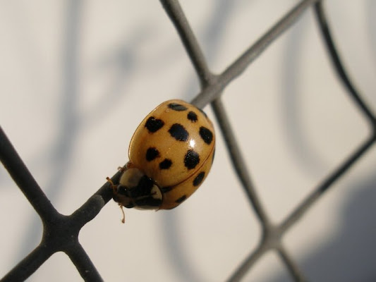 Coccinella di wizzy