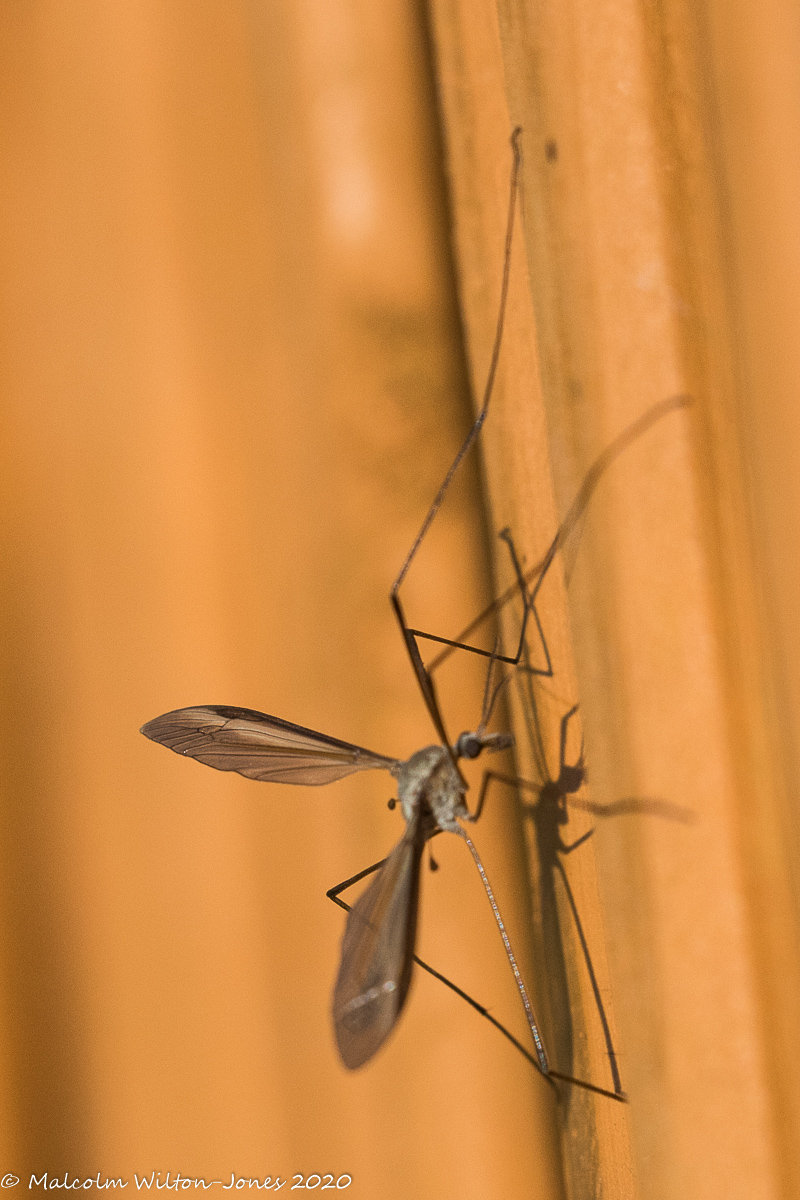 Marsh Cranefly