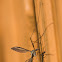 Marsh Cranefly