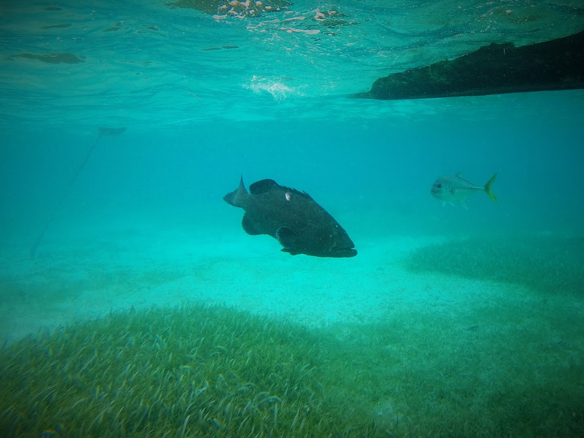 Black grouper